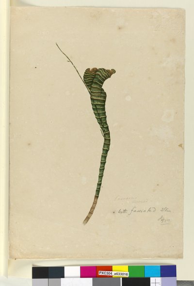 Casuarina by John William Lewin
